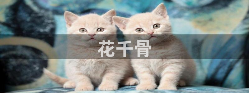 age动漫